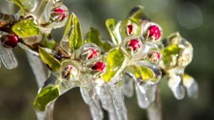 Eisheilige nahen: So schützen Sie Pflanzen vor Schäden
