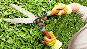 Gartenpflege: Wann Grundstücksbesitzern Schadenersatz droht